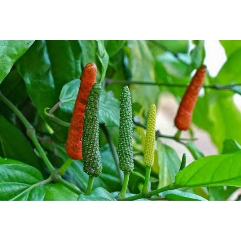 

cabe jamu/cabe puyang /cabe puyang basah