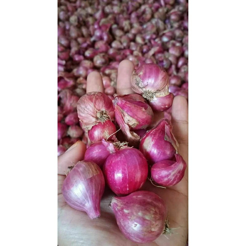 

bawang merah nganjuk