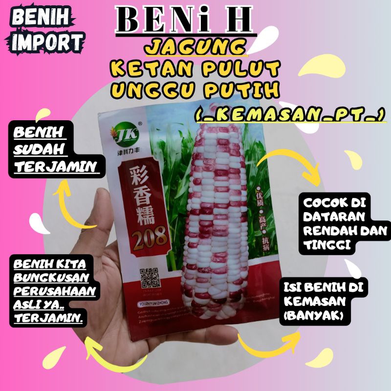 BENIH JAGUNG PULUT UNGU PUTIH BERKUALITAS TINGGI