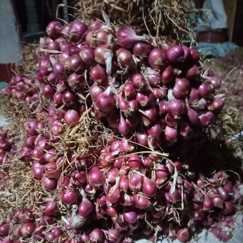 

bawang asli dari petani