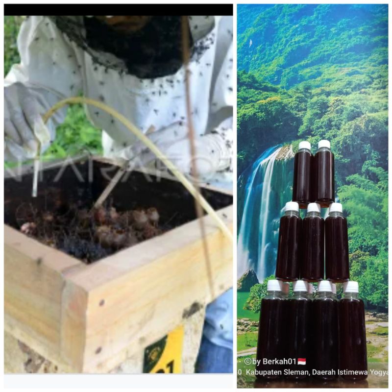 

Asli Madu Klanceng 100% Murni Fresh Kelulut Trigona Alam
