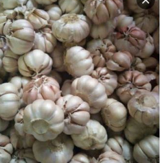 

Bawang Putih Diskon 50% live