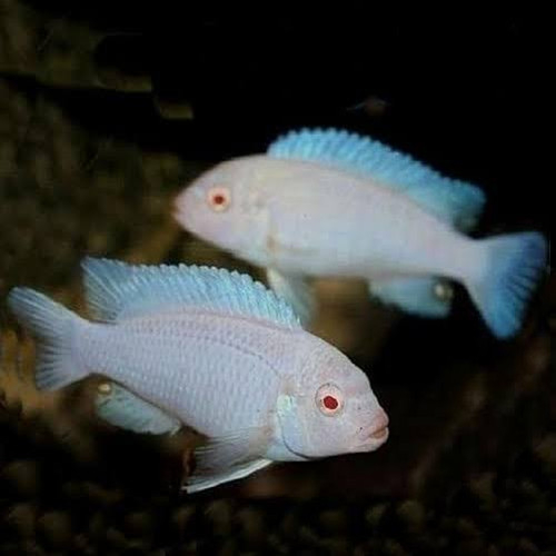 Snow White Cichlid Ikan Hias Aquarium KHUSUS GOJEK MEDAN