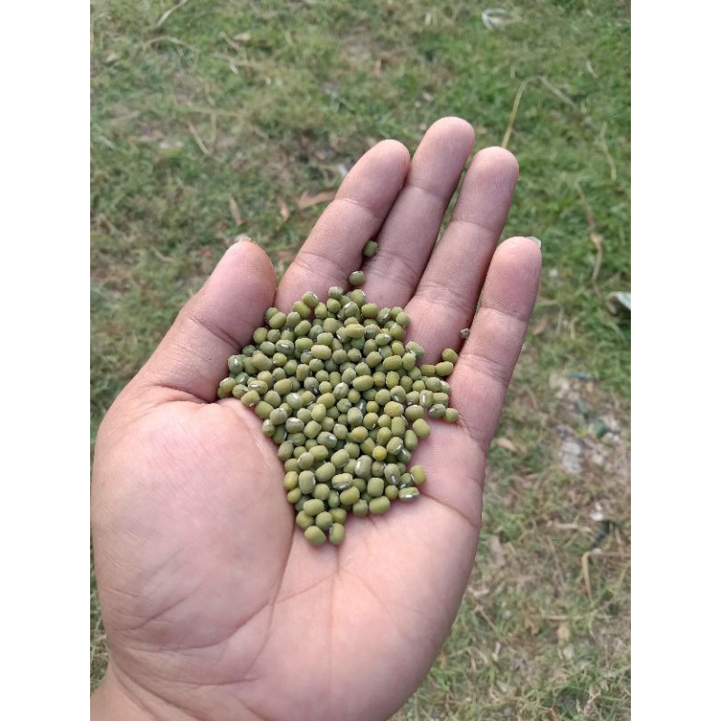 

KACANG HIJAU PROMO BARU PANEN