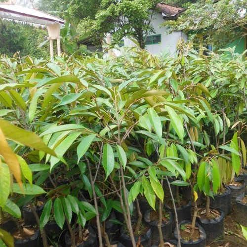 bibit durian tinggi 1 meter up musangking, duri hitam, bintan, montong , namlung