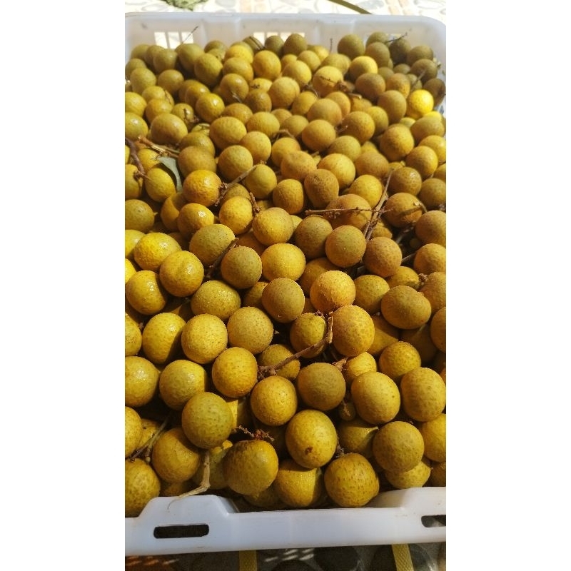 

KELENGKENG BANGKOK IMPORT