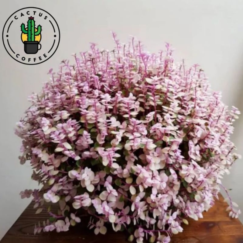 PROMO Tanaman Hias Gantung Kribo Variegata / Tanaman hidup Bunga Hias Gantung Kribo Pink Tanaman Gan