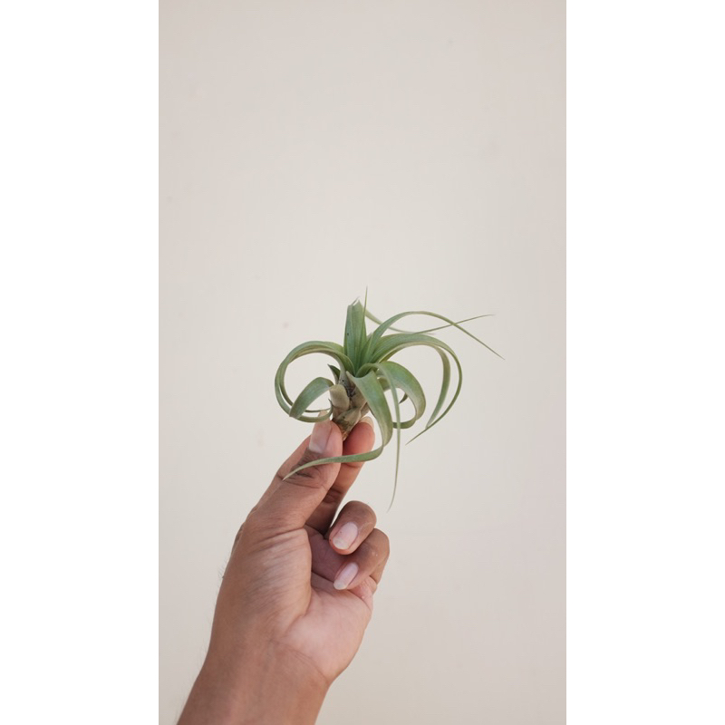 Tillandsia Eric Knobloch