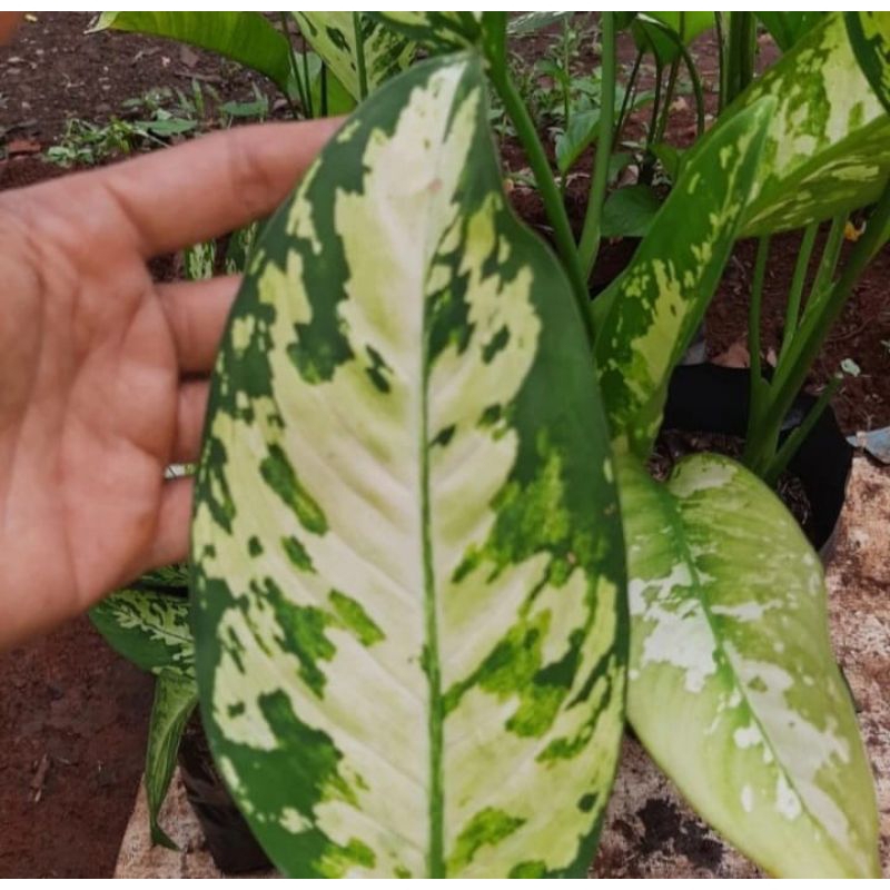 Tanaman hias sri rejeki army/blanceng army