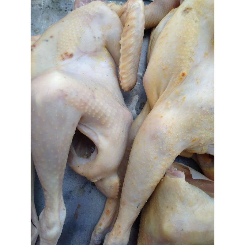 

Ayam kampung asli segar 800-900 gr