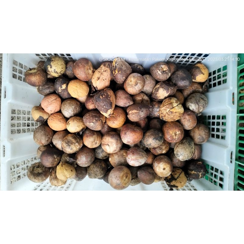 

biji alpukat 1kg isi 25 biji