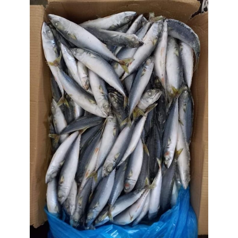 

Ikan Makarel Salem RJ Fish