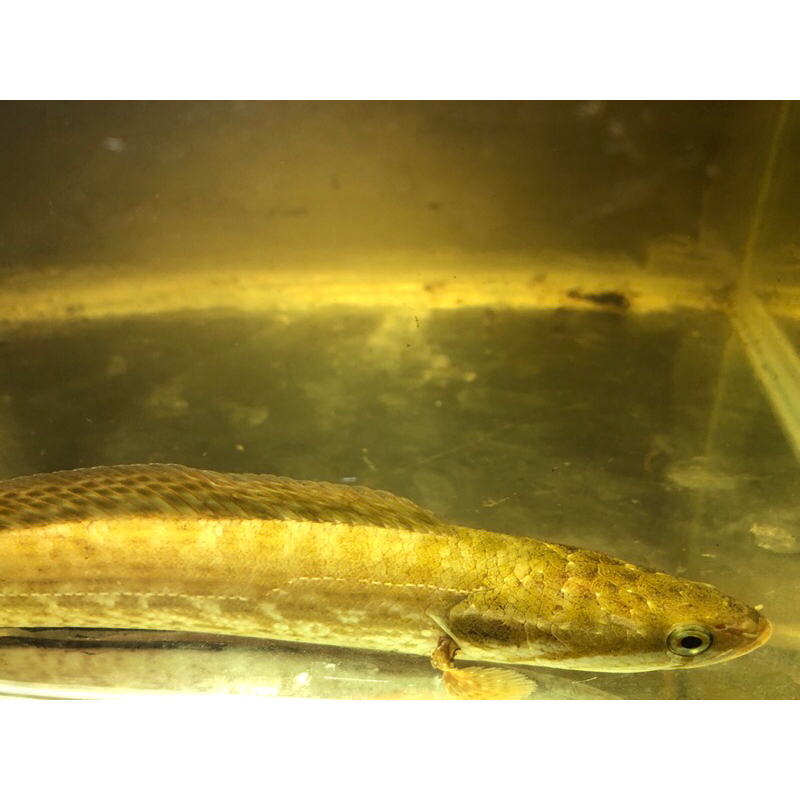 Hiasan Aquarium Channa bankanensis jumbo