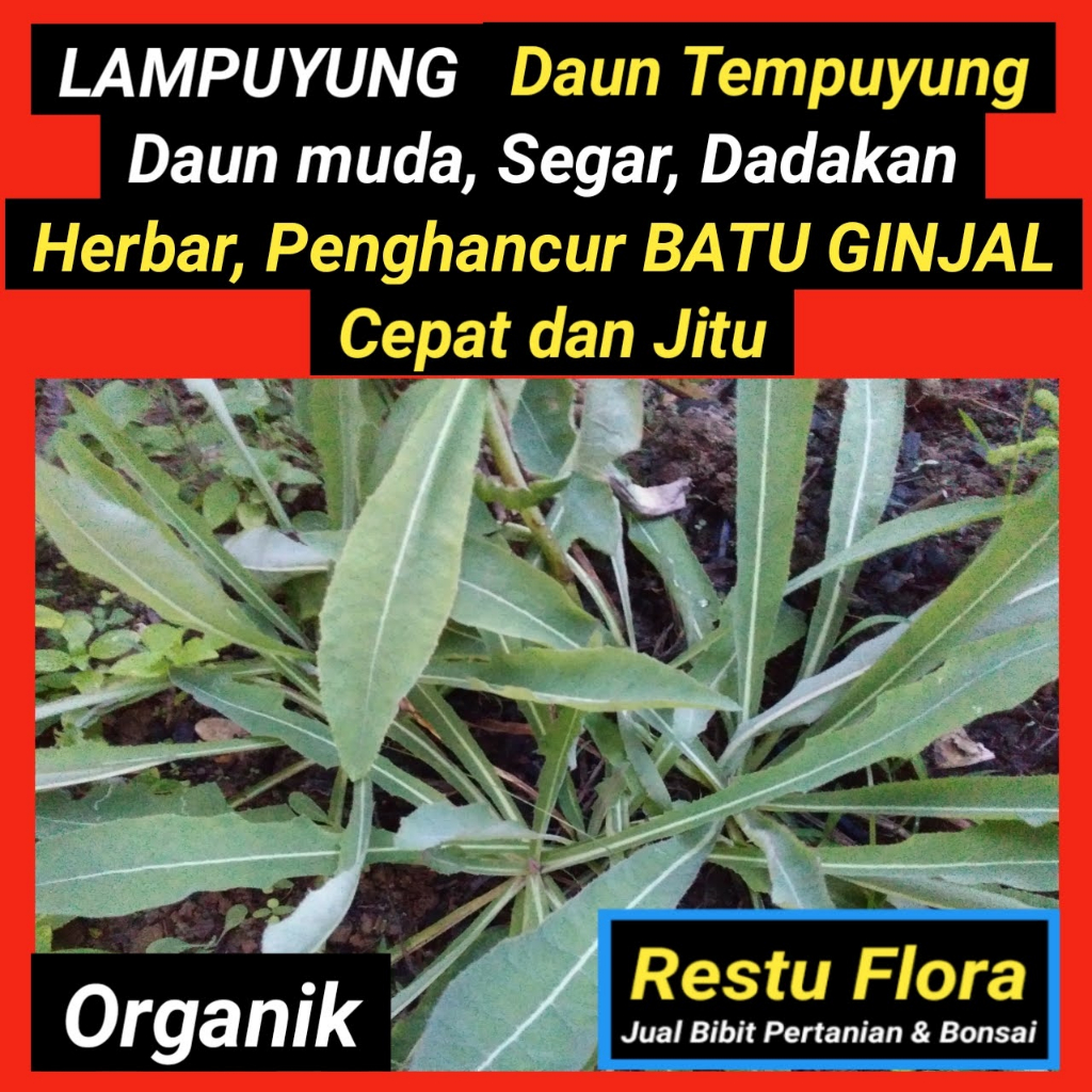 

Daun LAMPUYUNG / TEMPUYUNG Segar Organik 100gram, Batu ginjal, sakit pinggang.