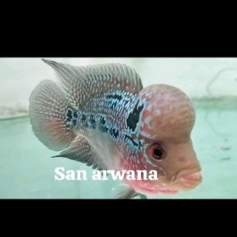 louhan srd impor Thailand