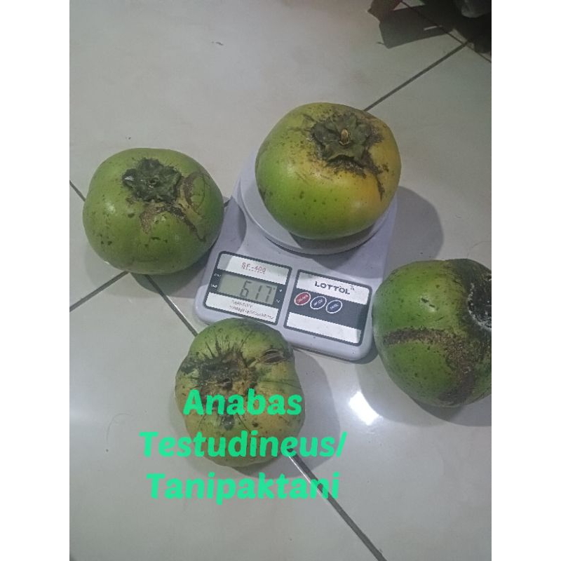 

Buah Black sapote matang