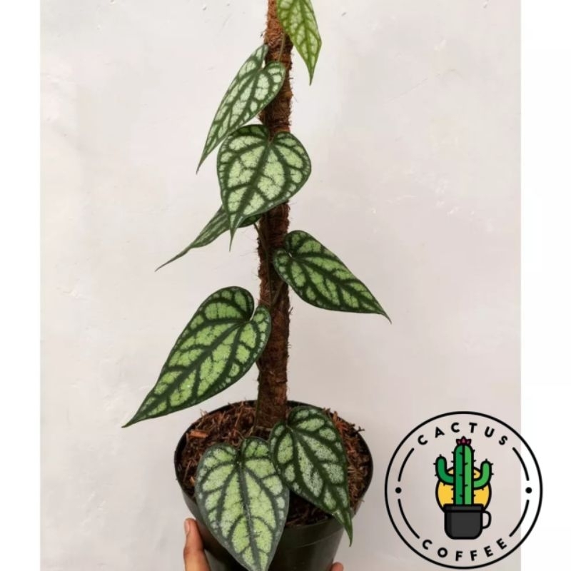 Tanaman sirih silver sylvaticum - Sirih silver kura kura - bunga hias sirih silver sylvaticum