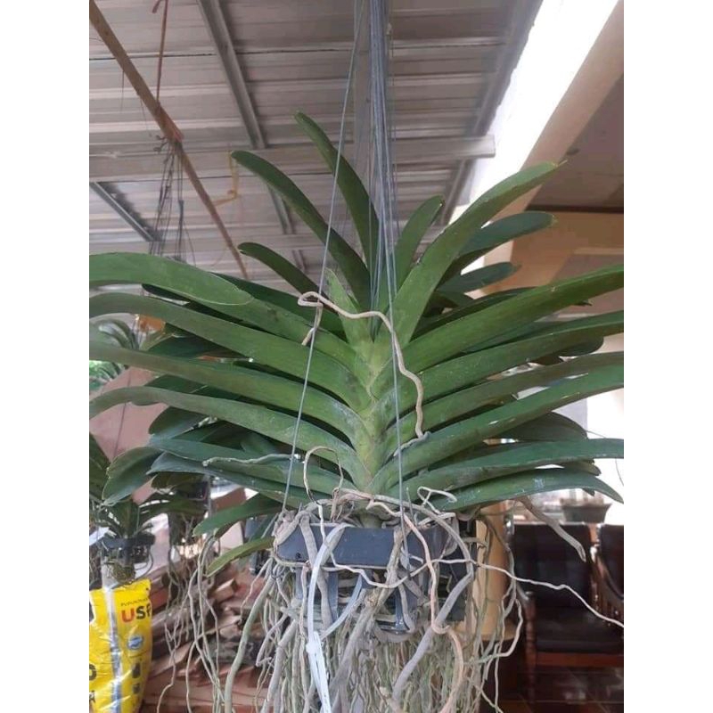 Paketan anggrek gigantea