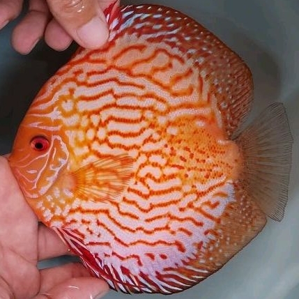 

Ikan Discus Golden Pigeon (Orenji) Size 4,5" Female