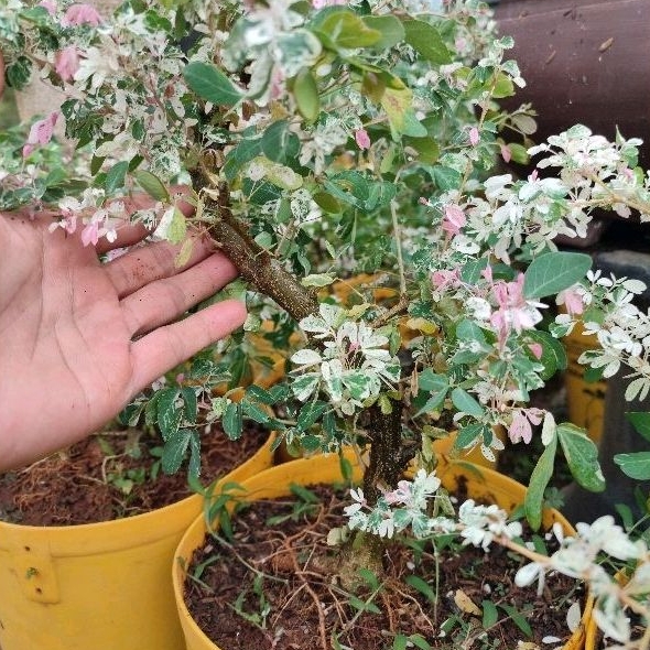 bahan bonsai asem belanda varigata
