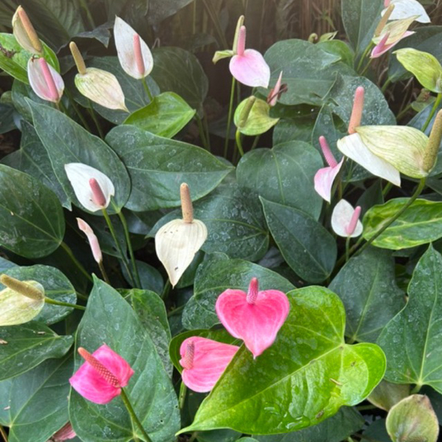 Anthurium mini bunga pink / tanaman anthurium mini bunga putih / anthurium bunga