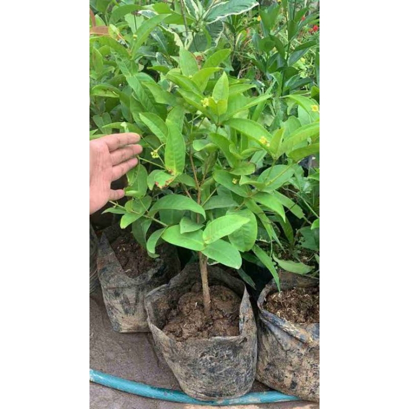 Tanaman Hias Jambu Kancing Pohon Jambu Kancing