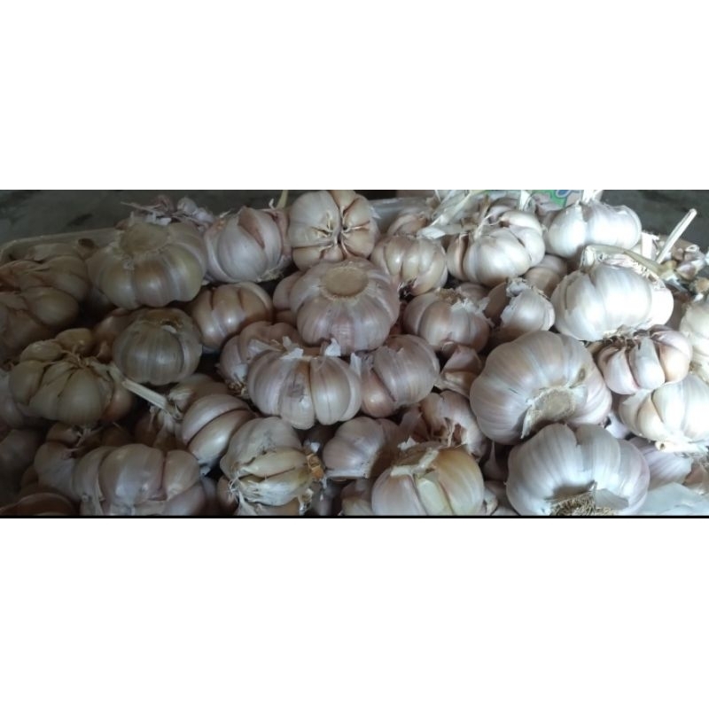 

bawang putih