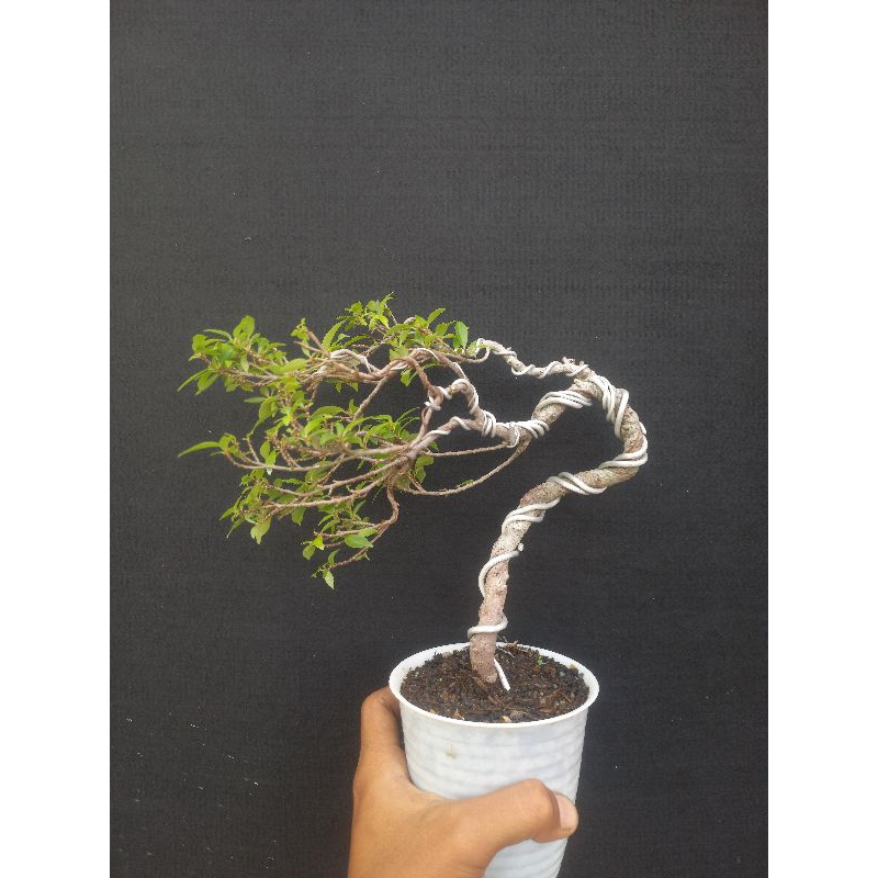 bonsai beringin afrika import small kode 3
