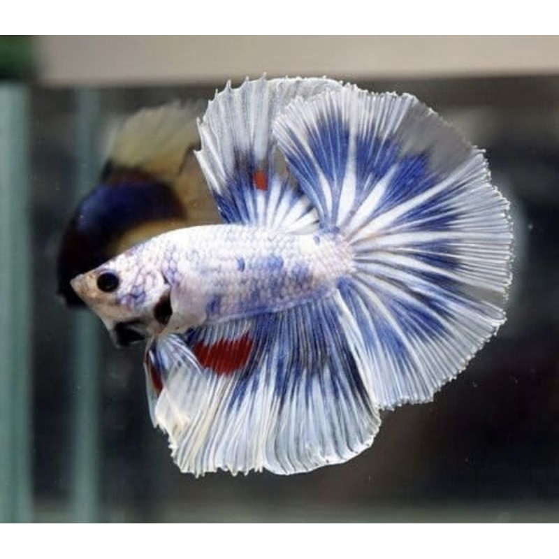 Bibit Cupang HM Lebar