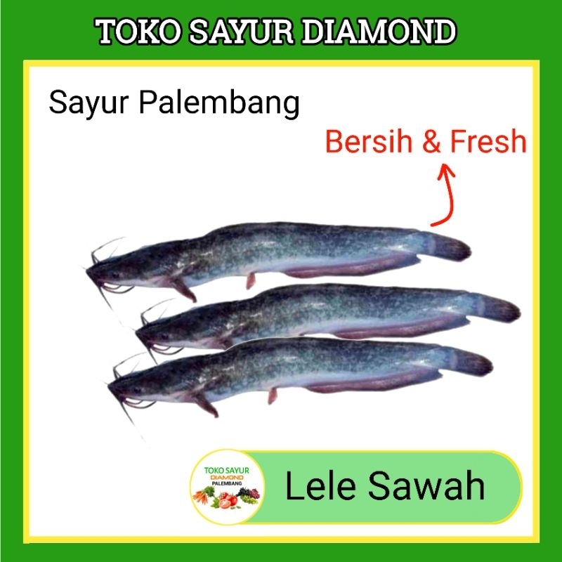 

Ikan Lele Sawah - Fresh Palembang