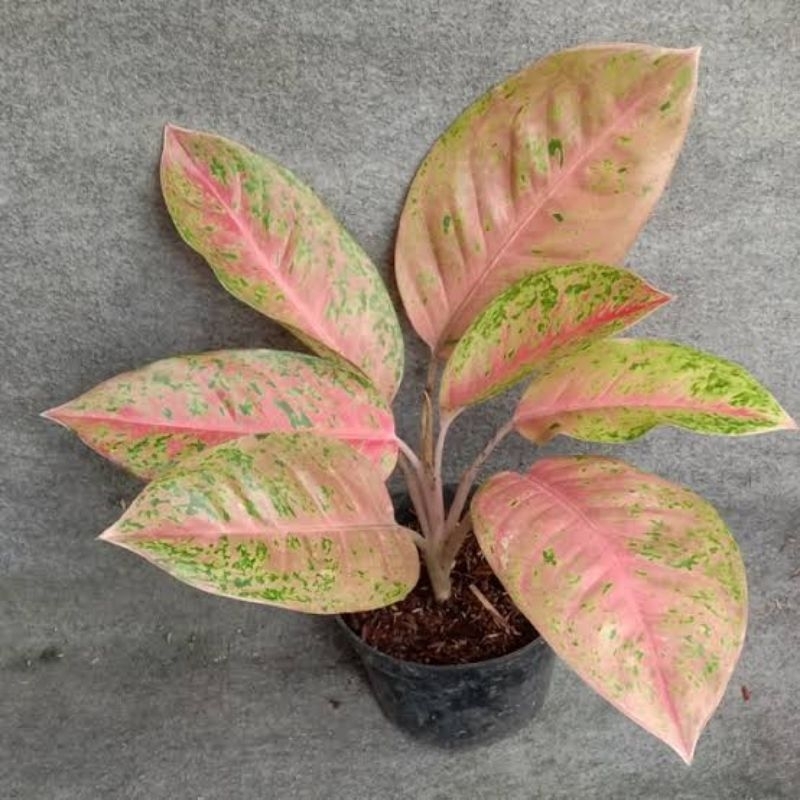 aglonema Bigroy berdaun rimbun / tanaman hias hidup aglonema bigroy / Pohon aglonema