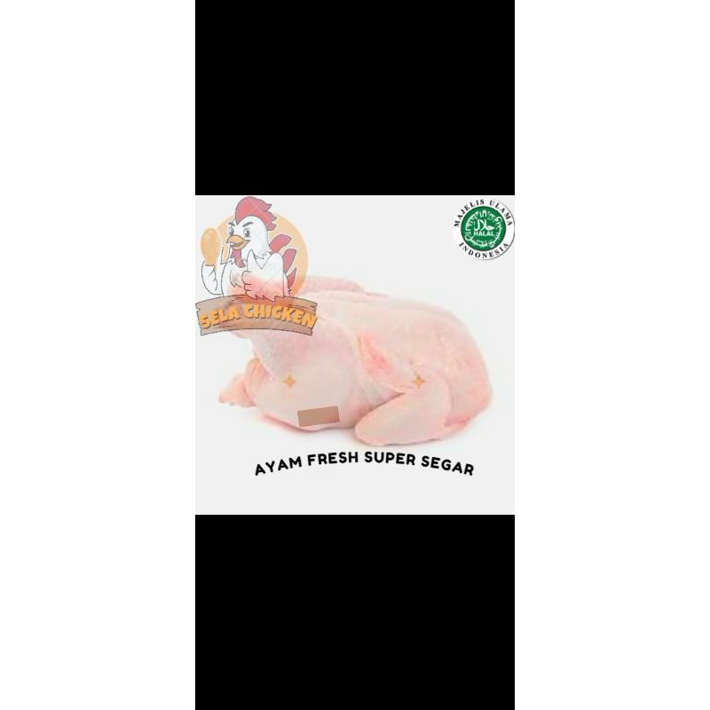 

Jual Ayam potong broiler Fresh