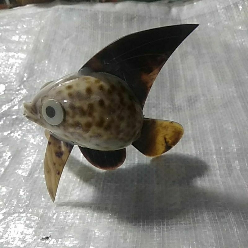 

ikan, kerang,ungu, ikankowok