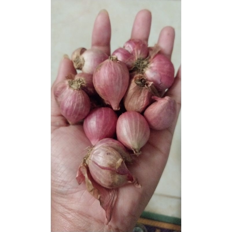 

Bawang Merah
