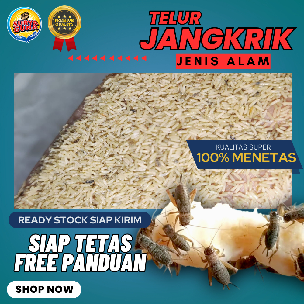 Jual Bibit Jangkrik Alam Bibit Jangkrik Cliring