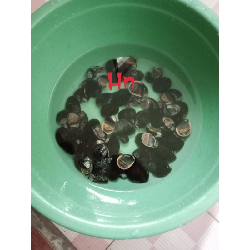 Kerang Sungai