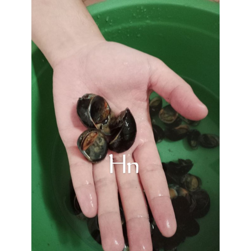 Kerang Sungai