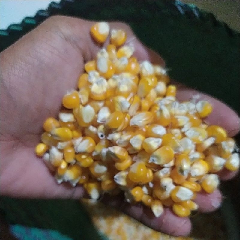 

Jagung Besar Pakan Ayam 1 Kg / Jagung Kering / Kualitas Super / Tangan Pertama Langsung Dari Petani Jagung