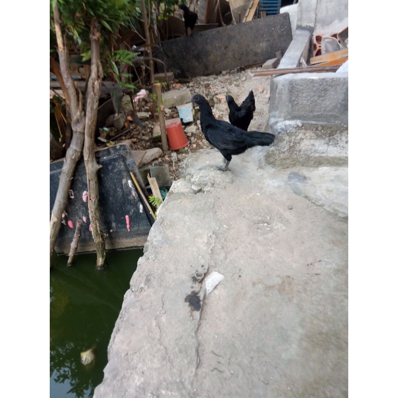 

ayam cimani