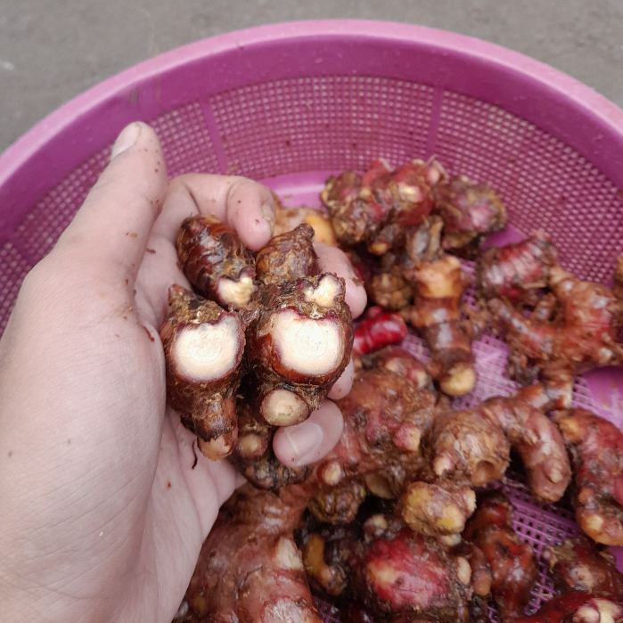 

Jahe Merah Tua Segar Bersih dicuci 100 gr