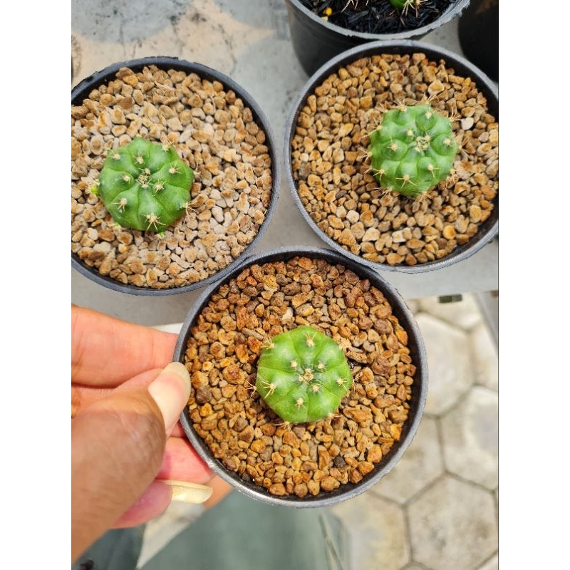 potelan gymno damsii