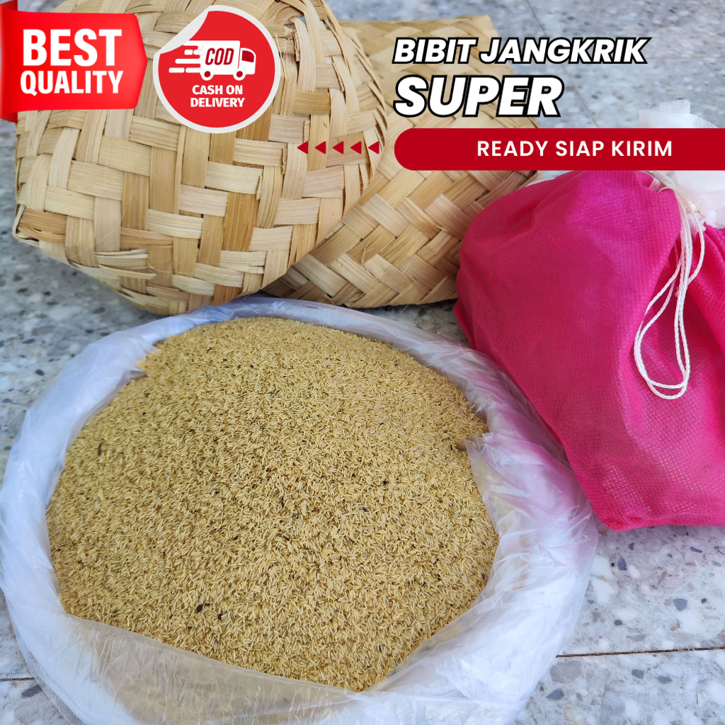 jual telur jangkrik alam surabaya jual telur jangkrik jangkrik alam madu jual bibit jangkrik harga t