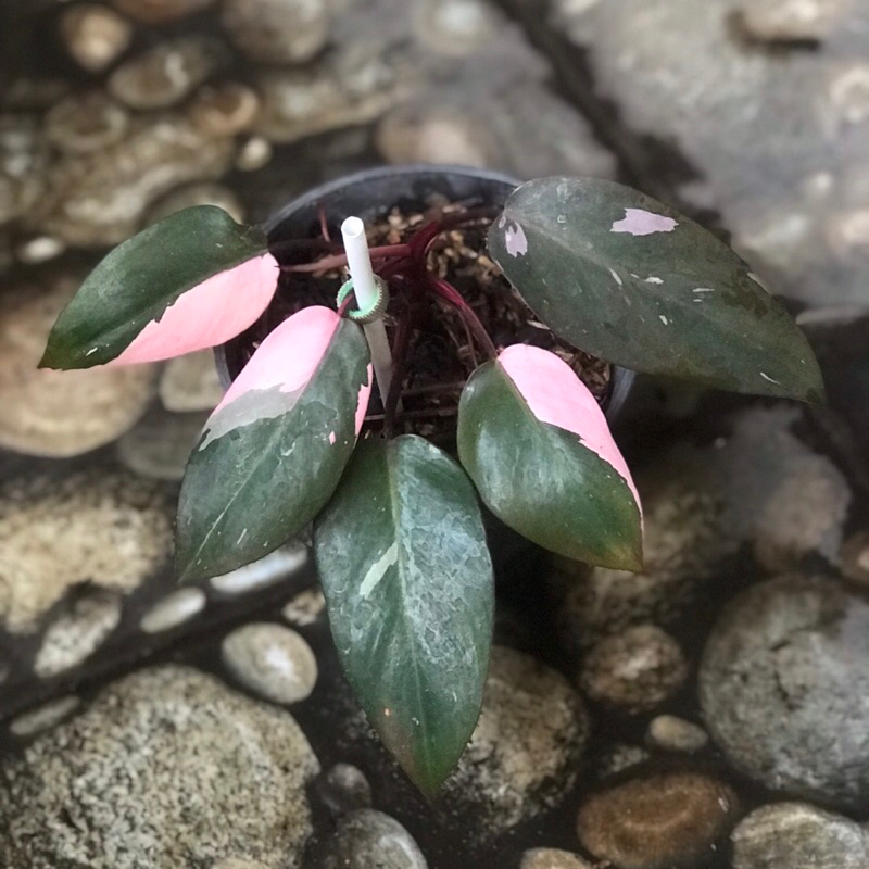 Philodendron Pink Princess