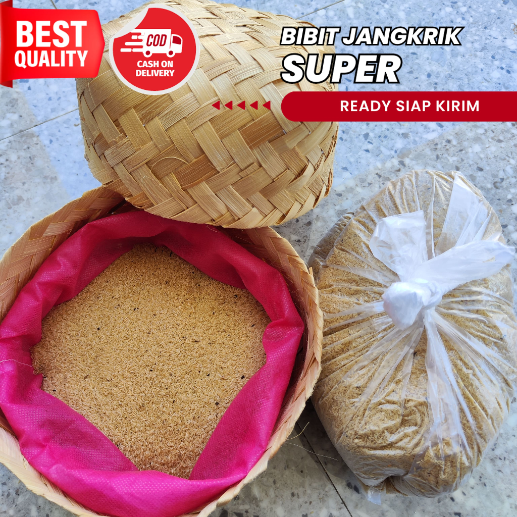 jual telur jangkrik jabodetabek 1 kg telur jangkrik alam kualitas terbaik jual telur jangkrik daya t