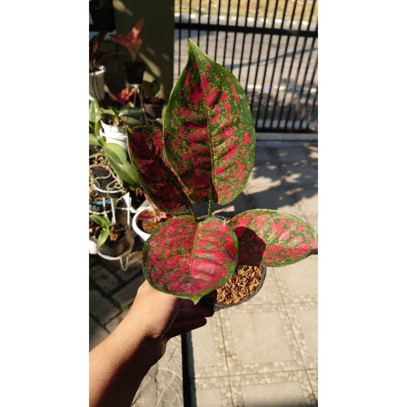 Aglaonema Red Spider