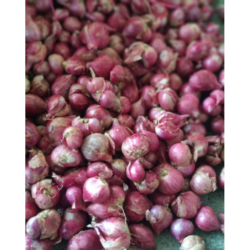 

bawang merah 500gr