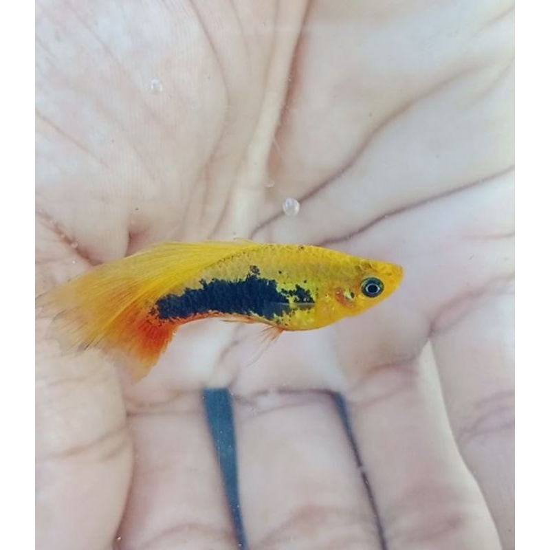 Ikan Plati Tuxedo hifin/Cendrawasih