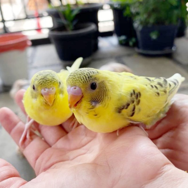 HARGA PROMO Burung Parkit Kuning Corak Anakan JINAK