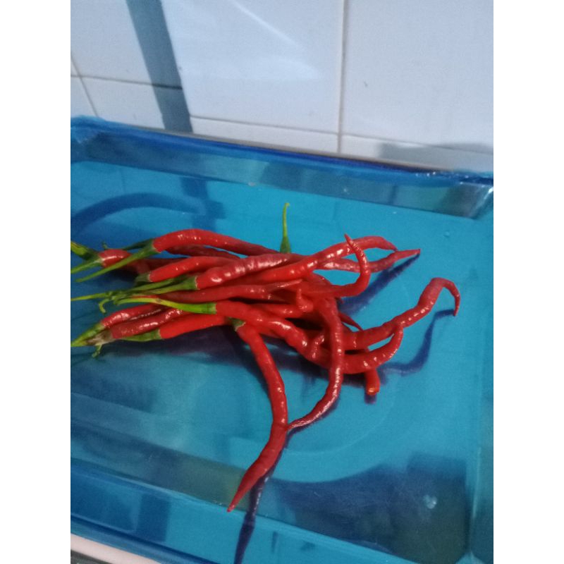 

Cabe Merah Keriting Bukittinggi 500gram - 1 Kilogram
