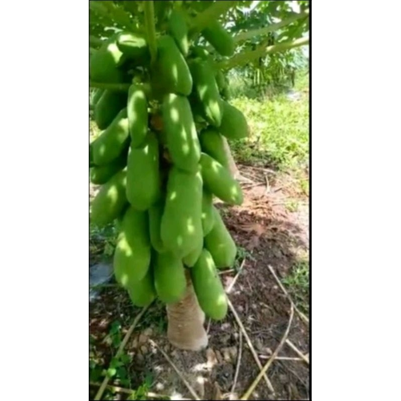 BIBIT PEPAYA CALIFORNIA MKF.F1 5GR (Gratis 1pcs setiap pembelian 5pcs)